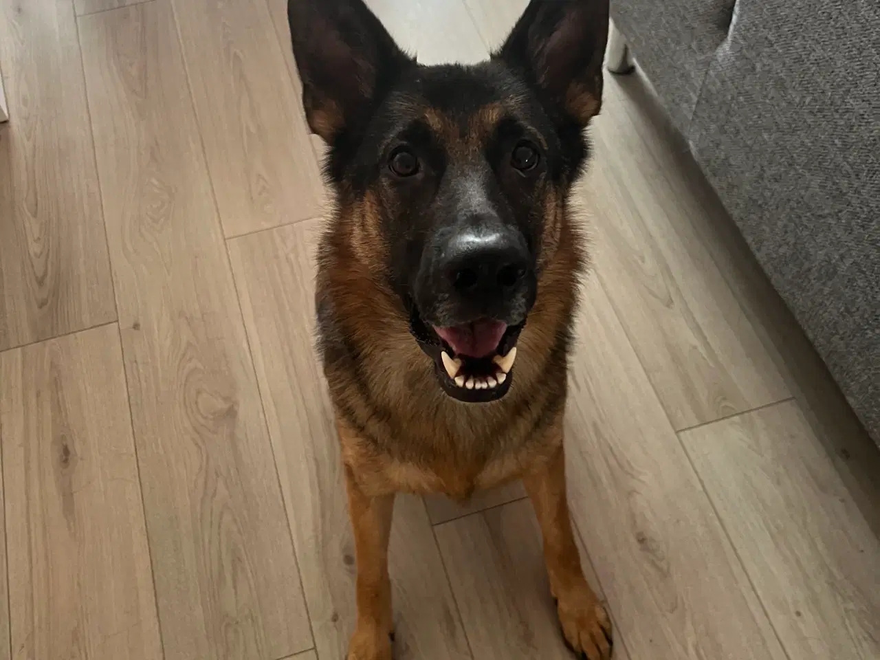 Billede 4 - Han schæfer sælges