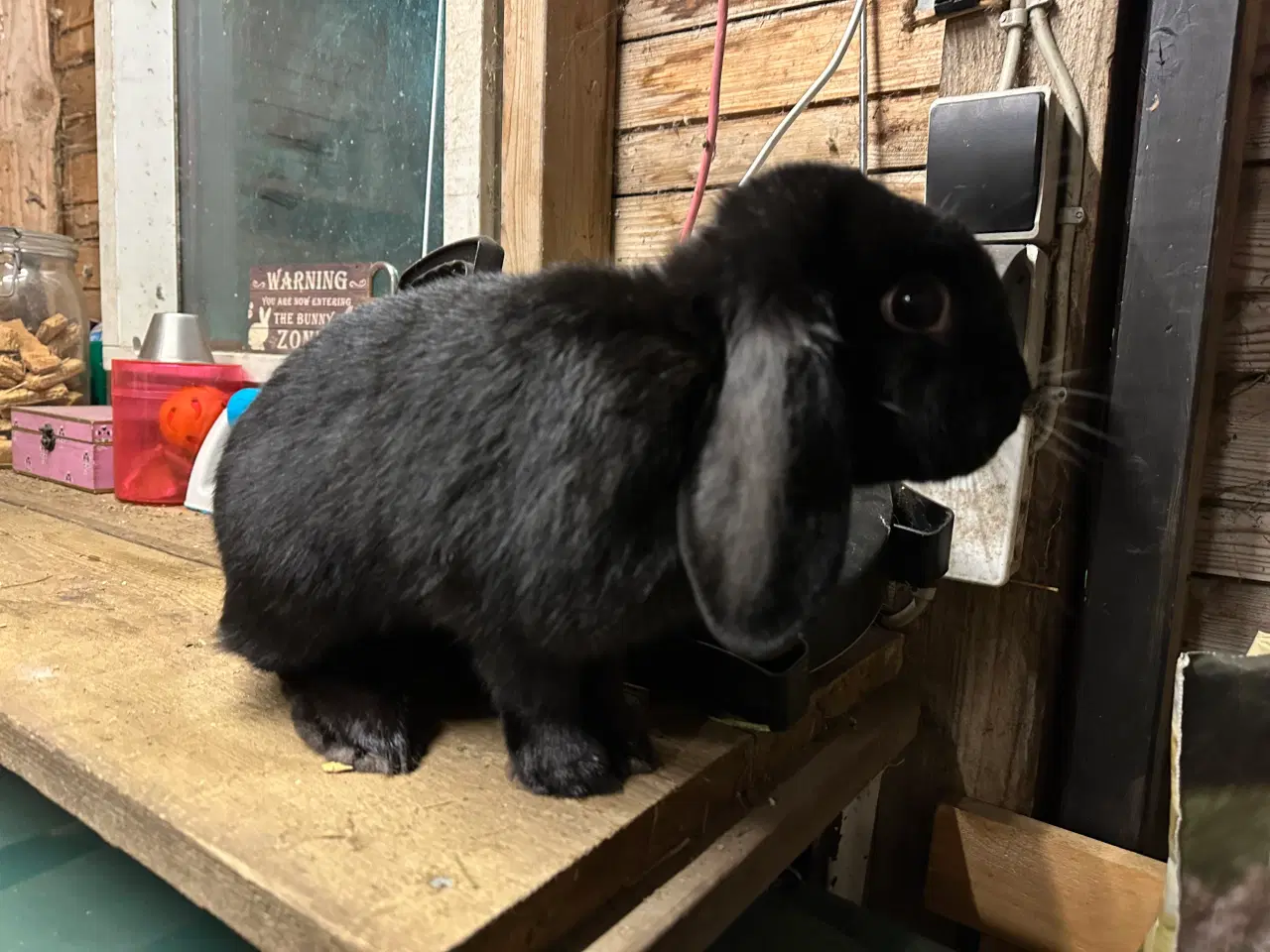 Billede 4 - Østrigsk Hopkanin / Kælekanin sælges