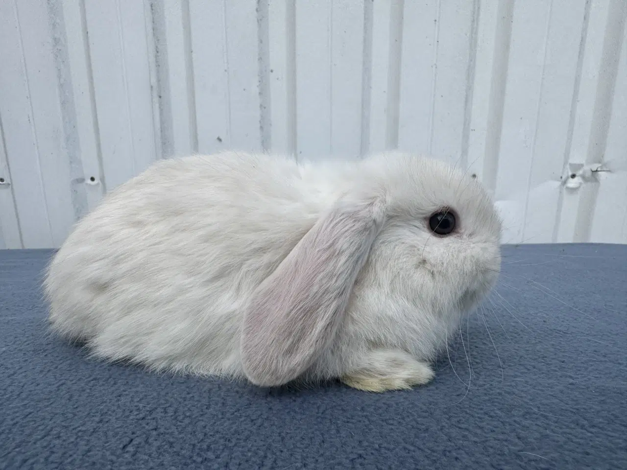Billede 4 - Mini lop hunkanin