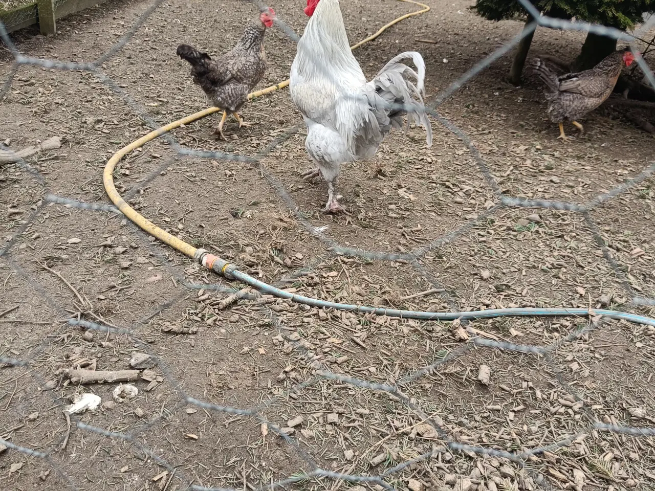 Billede 3 - Perlegrå/Silver Maran hane