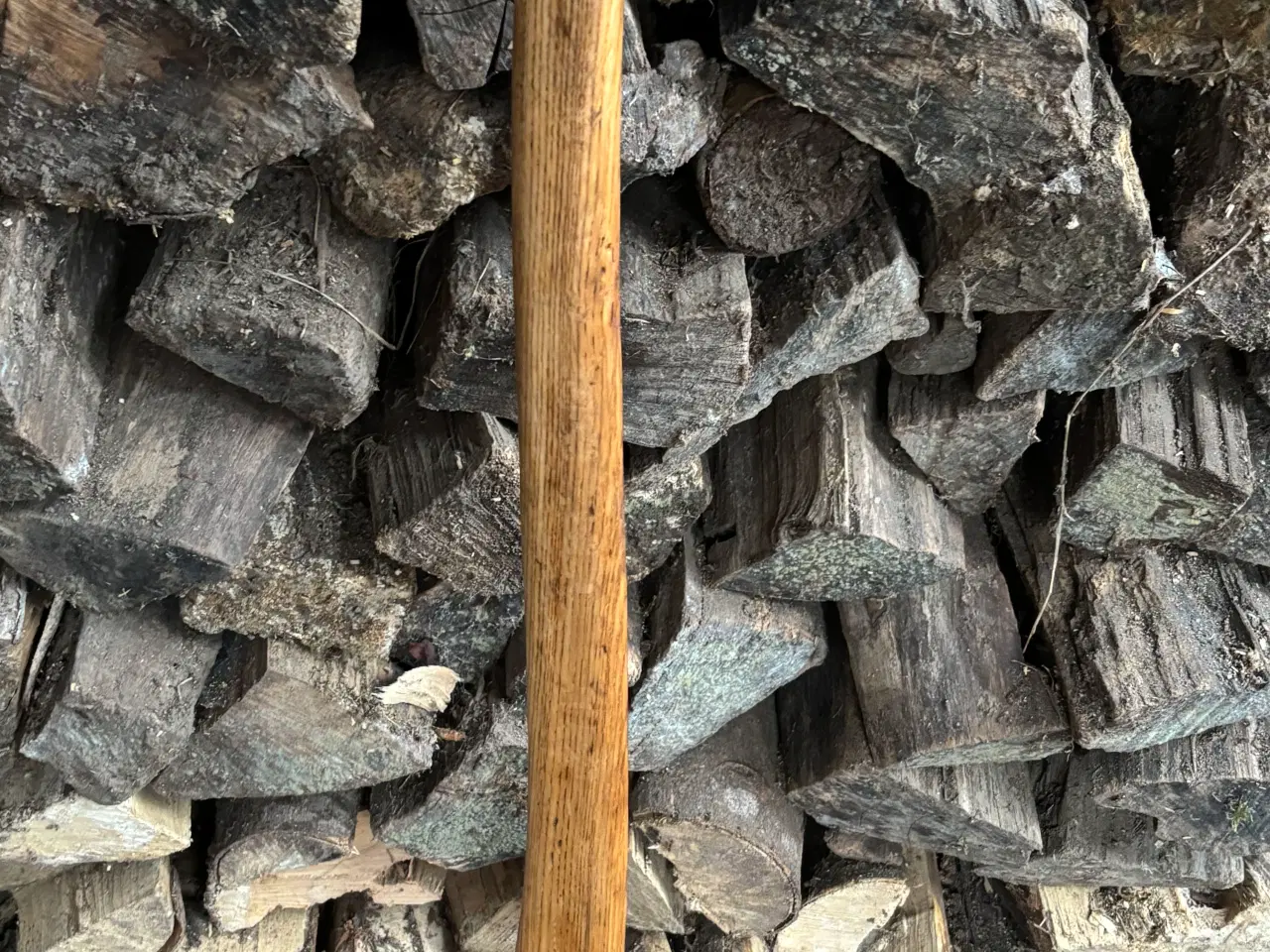 Billede 1 - Skovøkse.