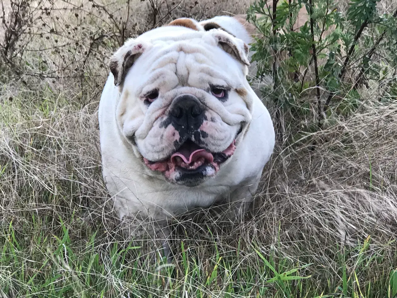 Billede 1 - Bulldog