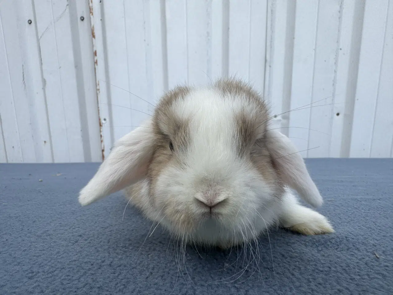 Billede 6 - Mini lop hankanin