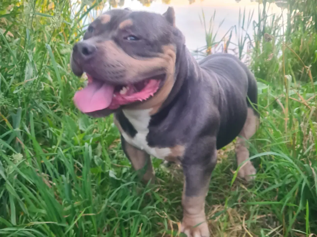Billede 7 - American Bully Pocket 