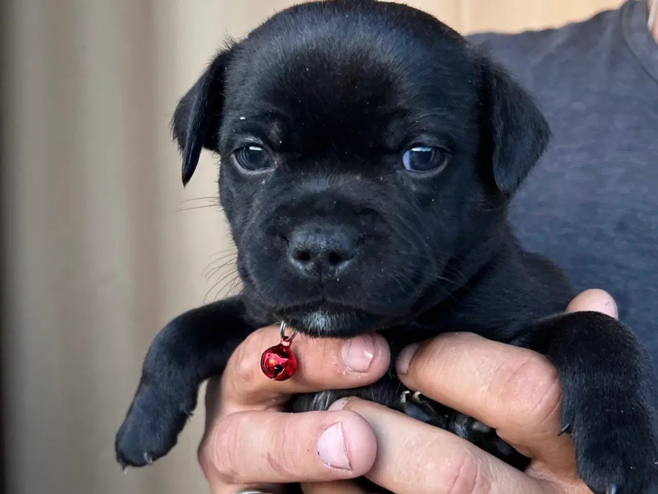 Billede 8 - Staffordshire Bull terrier