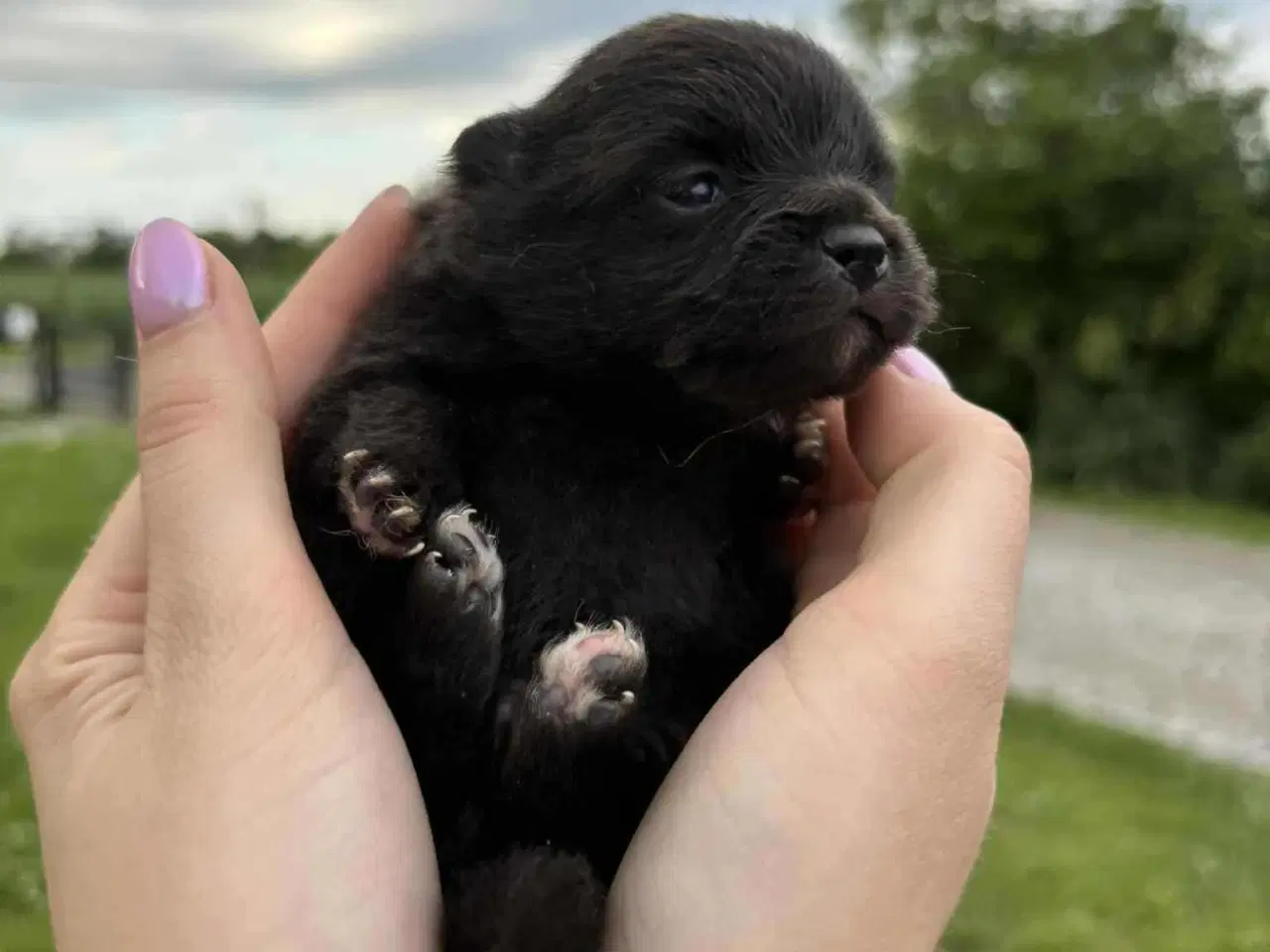 Billede 8 - Skønne Pomeranian-hvalpe