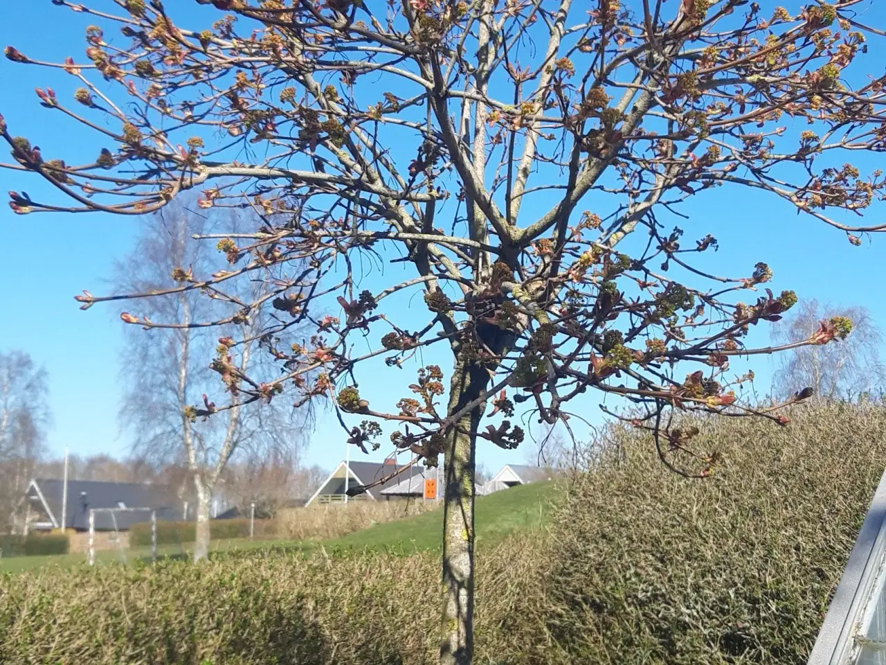 Billede 3 - Kugleahorn opstammet ( Globesum )