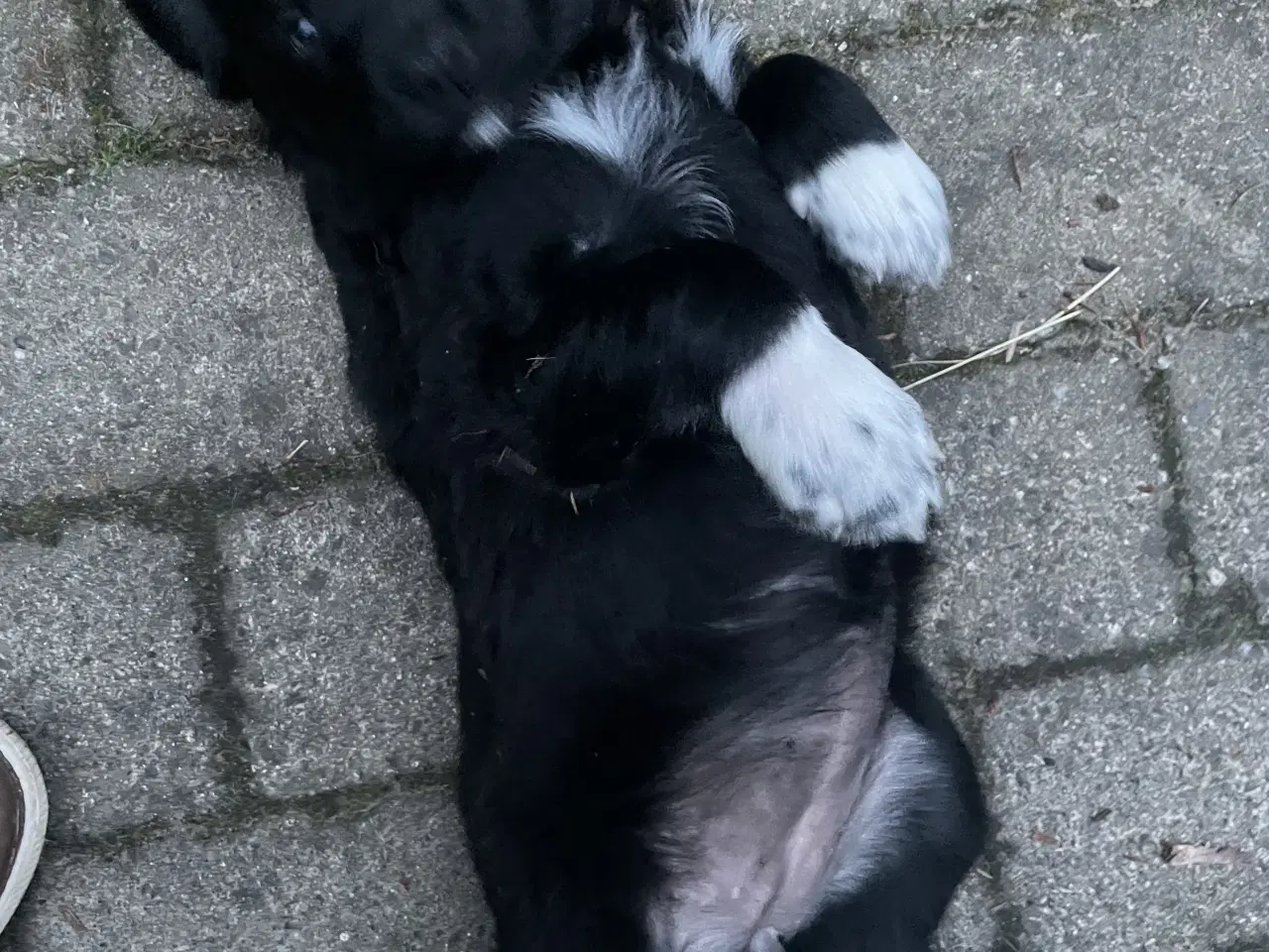 Billede 5 - Hvalpe - Golden/labrador Retriever blandinger