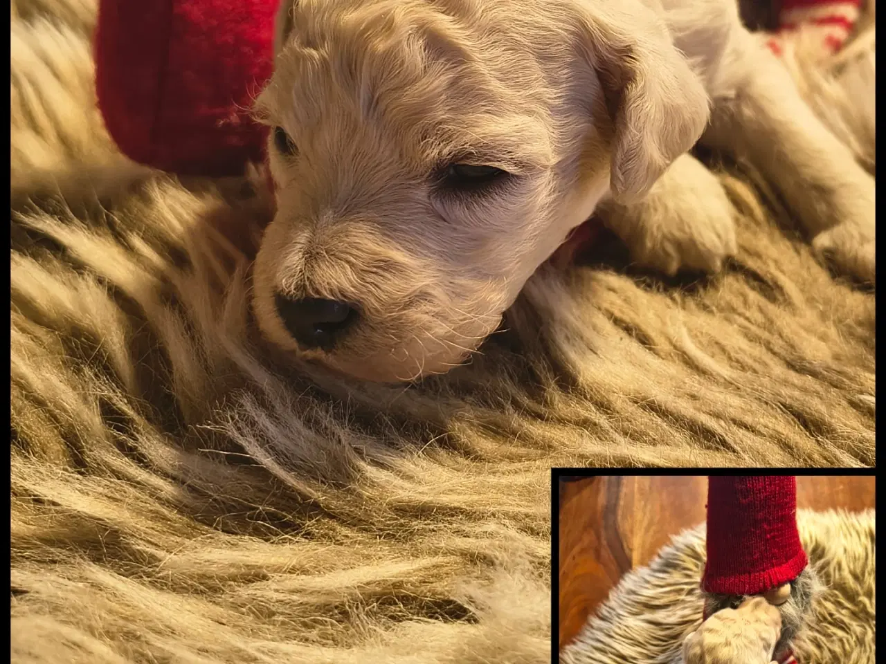 Billede 3 - Mellem puddel 3 uger