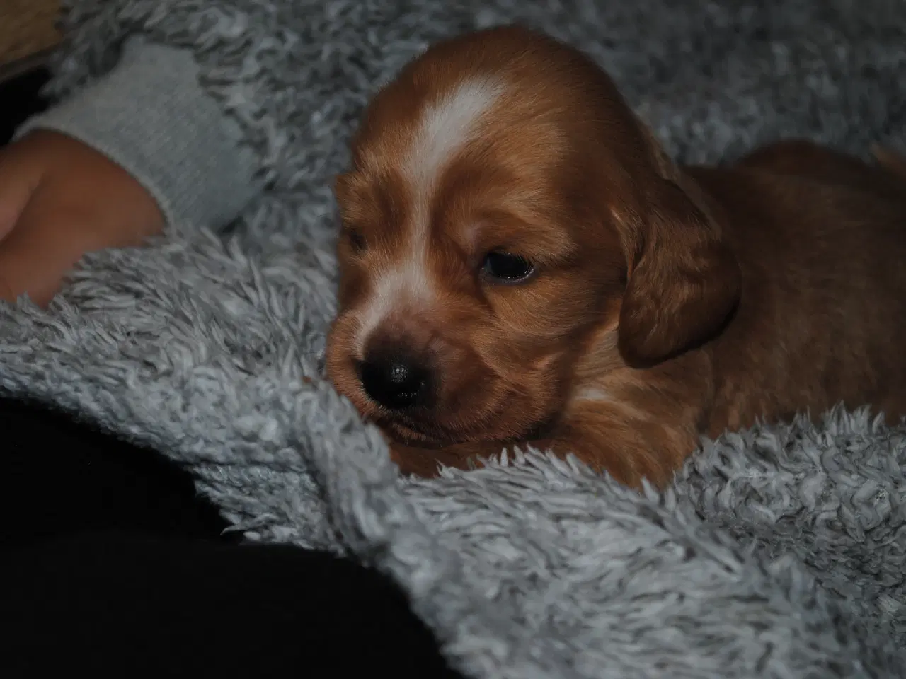 Billede 5 - Cocker Spaniel hvalpe