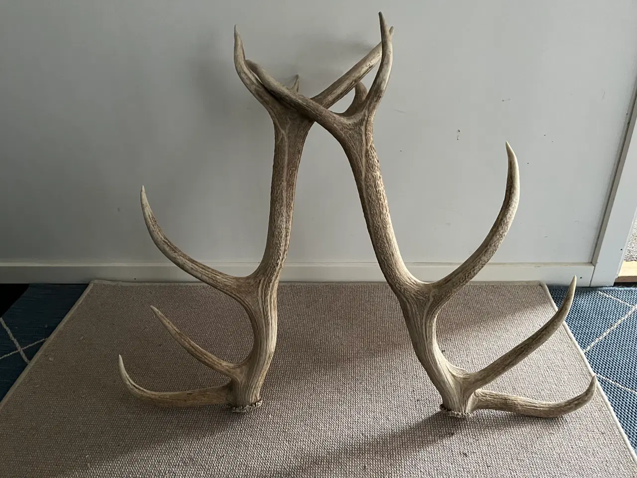 Billede 1 - Kastestænger - 12ender Kronhjort