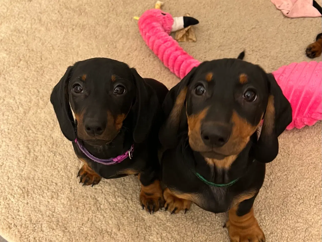 Billede 3 - DKK standard gravhunde hvalpe 