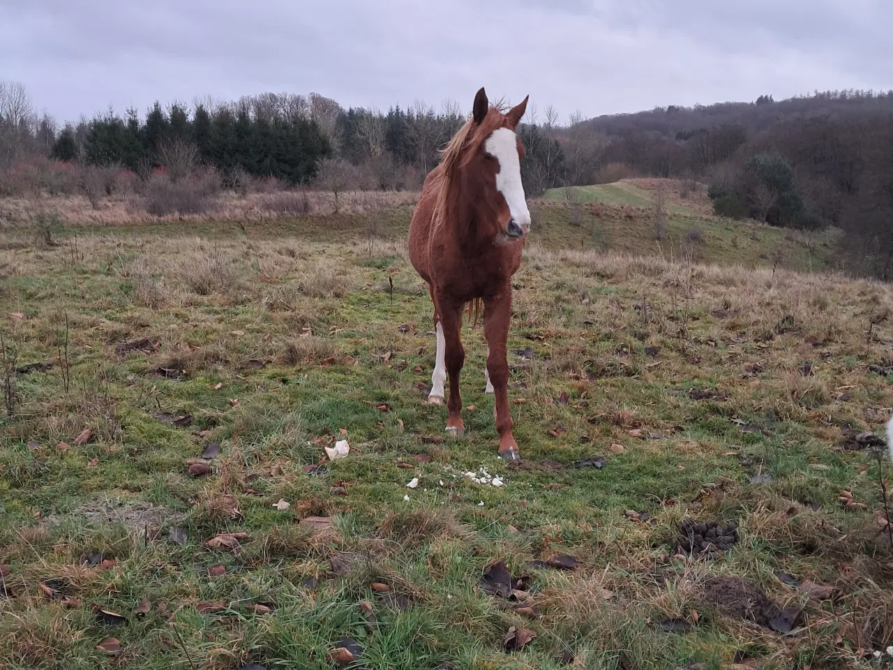 Billede 2 - Projekt hest hoppe på 3 år