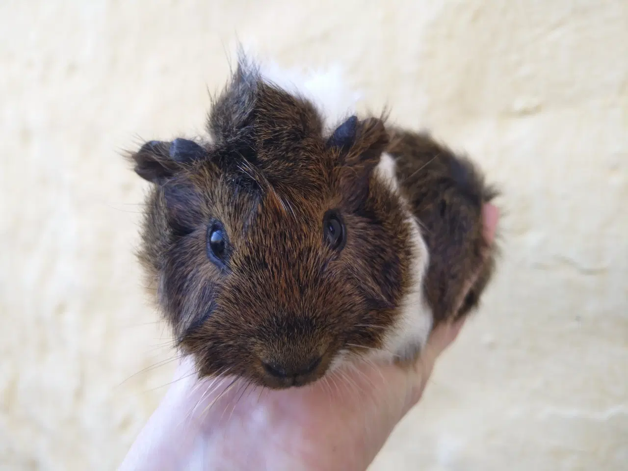 Billede 1 - 2 unger, halvbrødre 