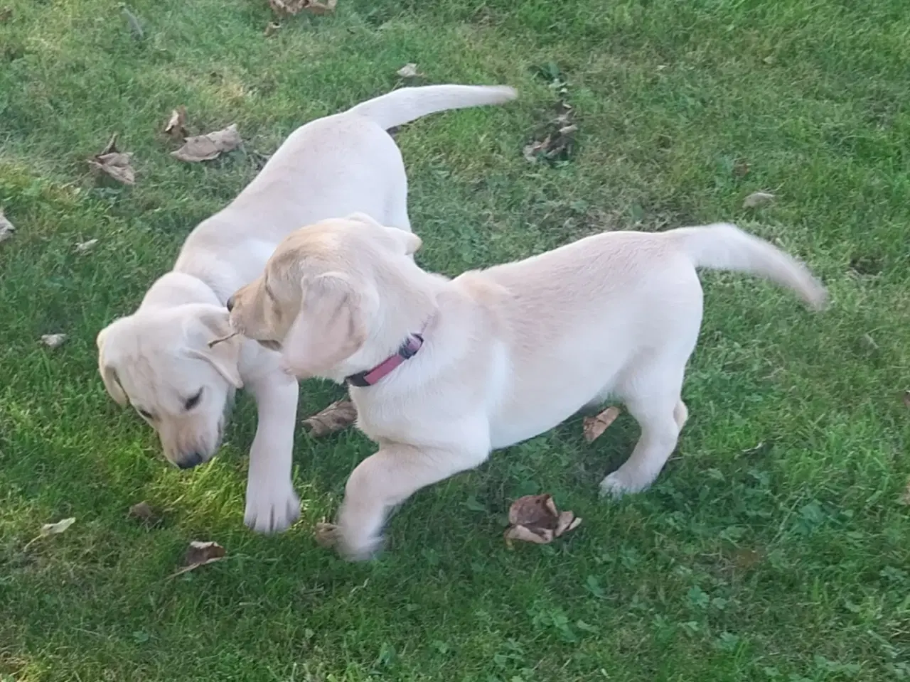 Billede 2 - Gule labrador hvalpe.
