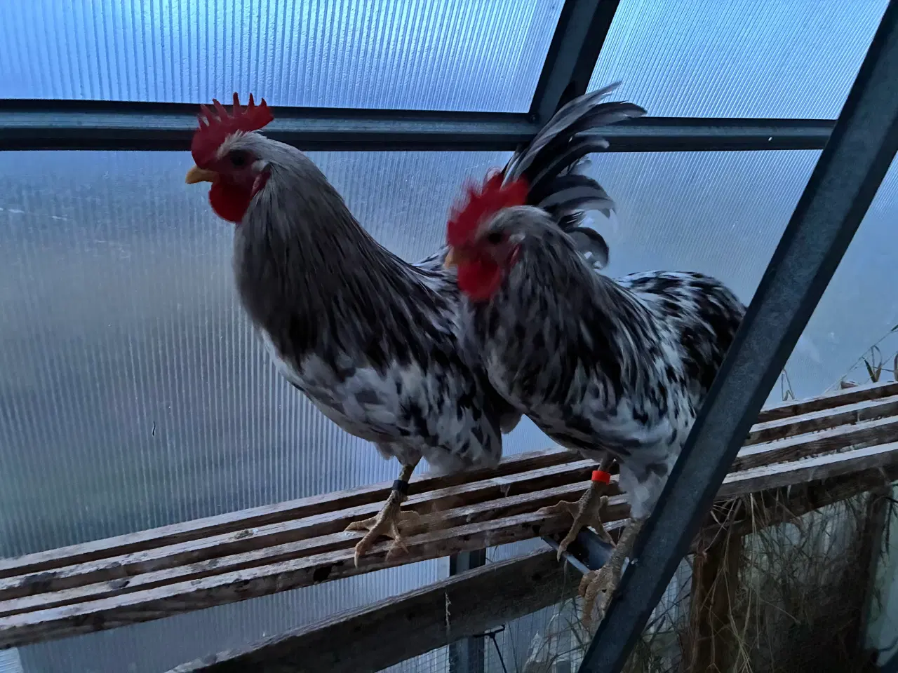 Billede 1 - Silverrruds blå, ung hane i splash-farvet 