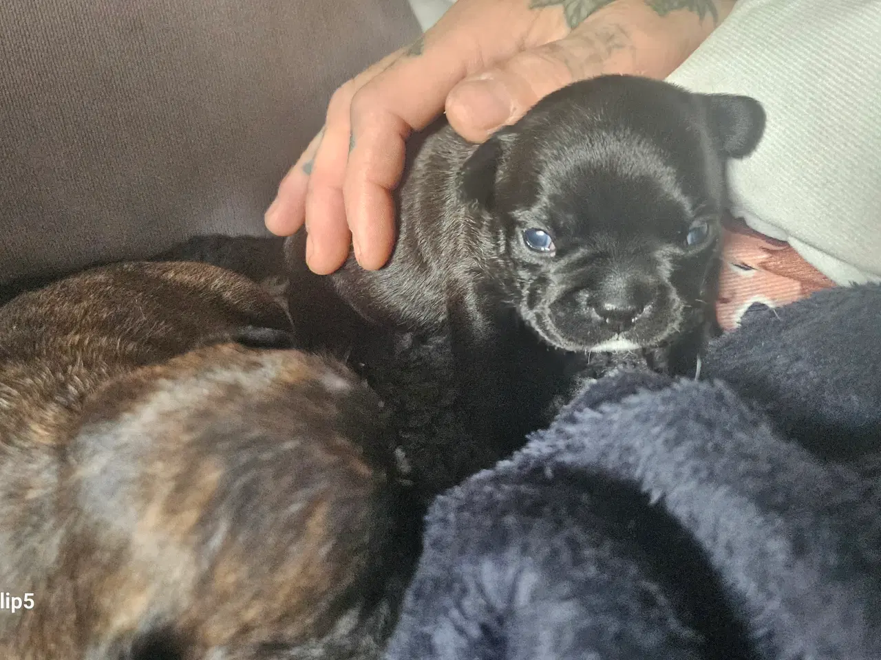 Billede 15 - Fransk bulldog hvalpe
