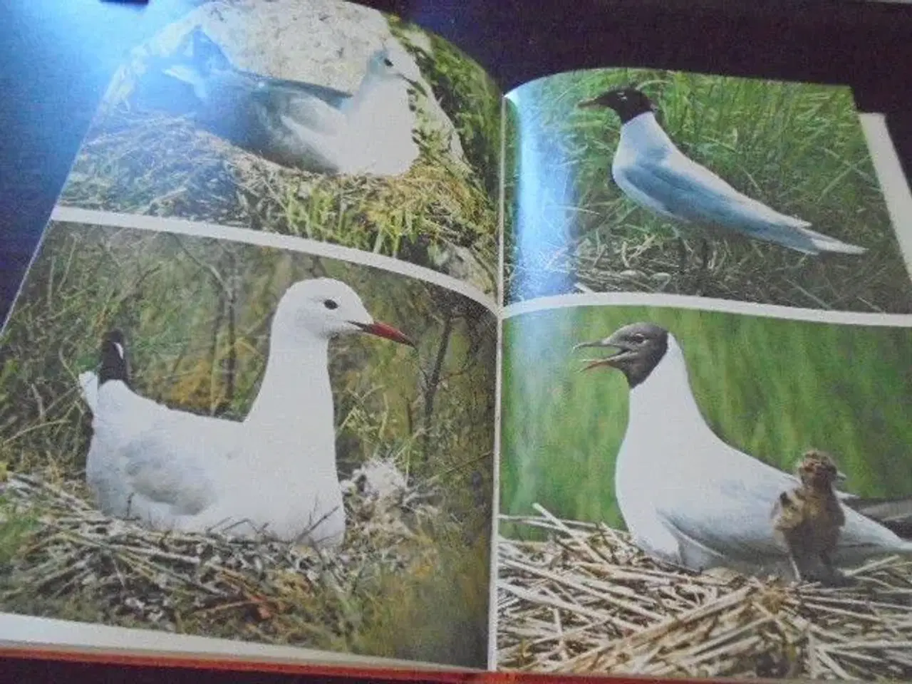 Billede 4 - Fugle - en lidt anderledes fuglebog  
