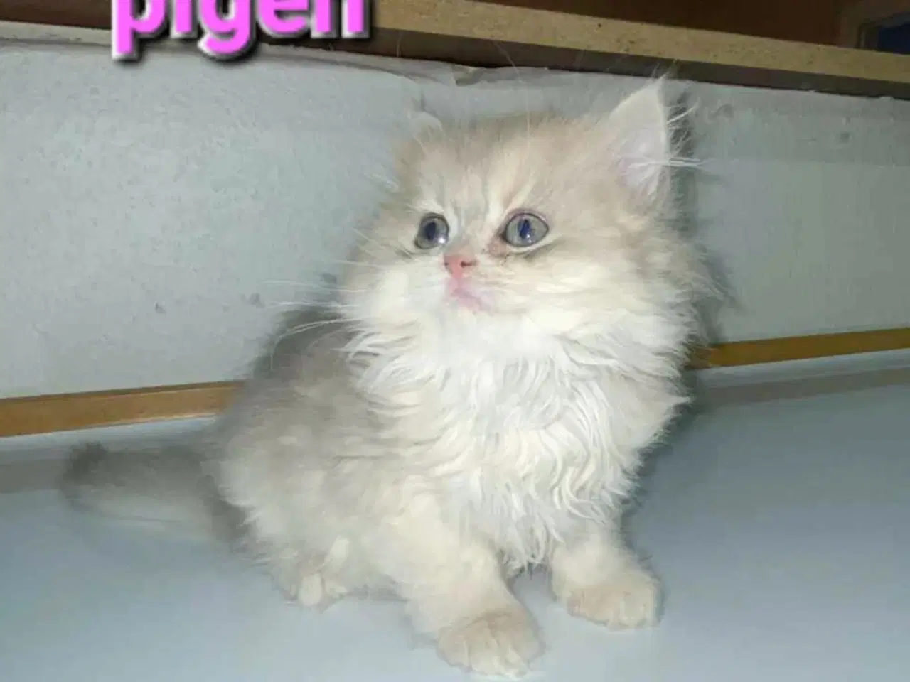 Billede 4 - British Shorthair og longhair med stamtavle 