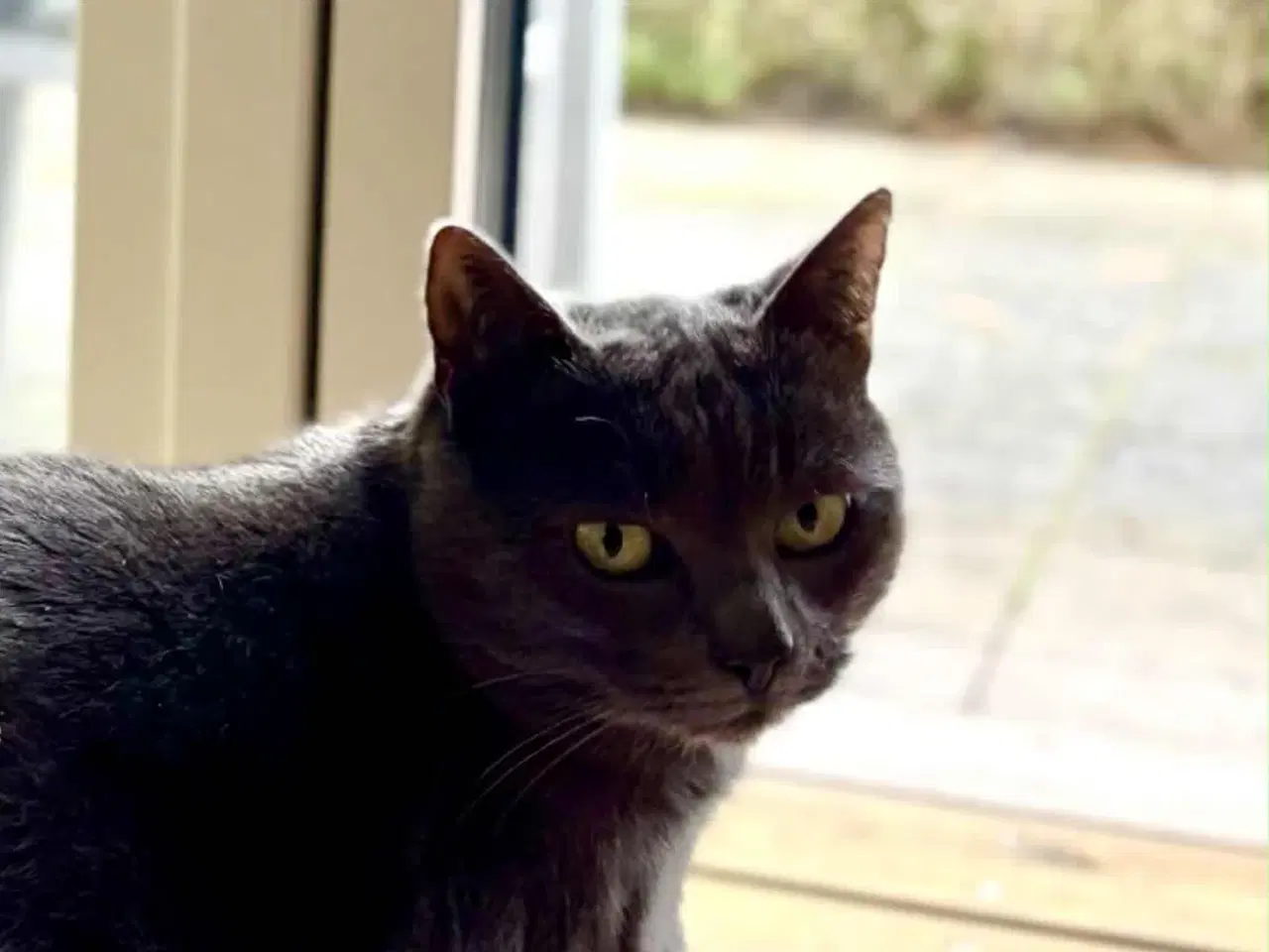 Billede 8 - Russian Blue hunkat