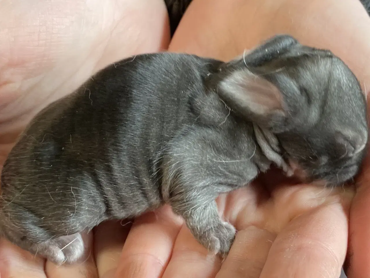 Billede 3 - FRANSK VÆDDER HAN CHINCHILLA