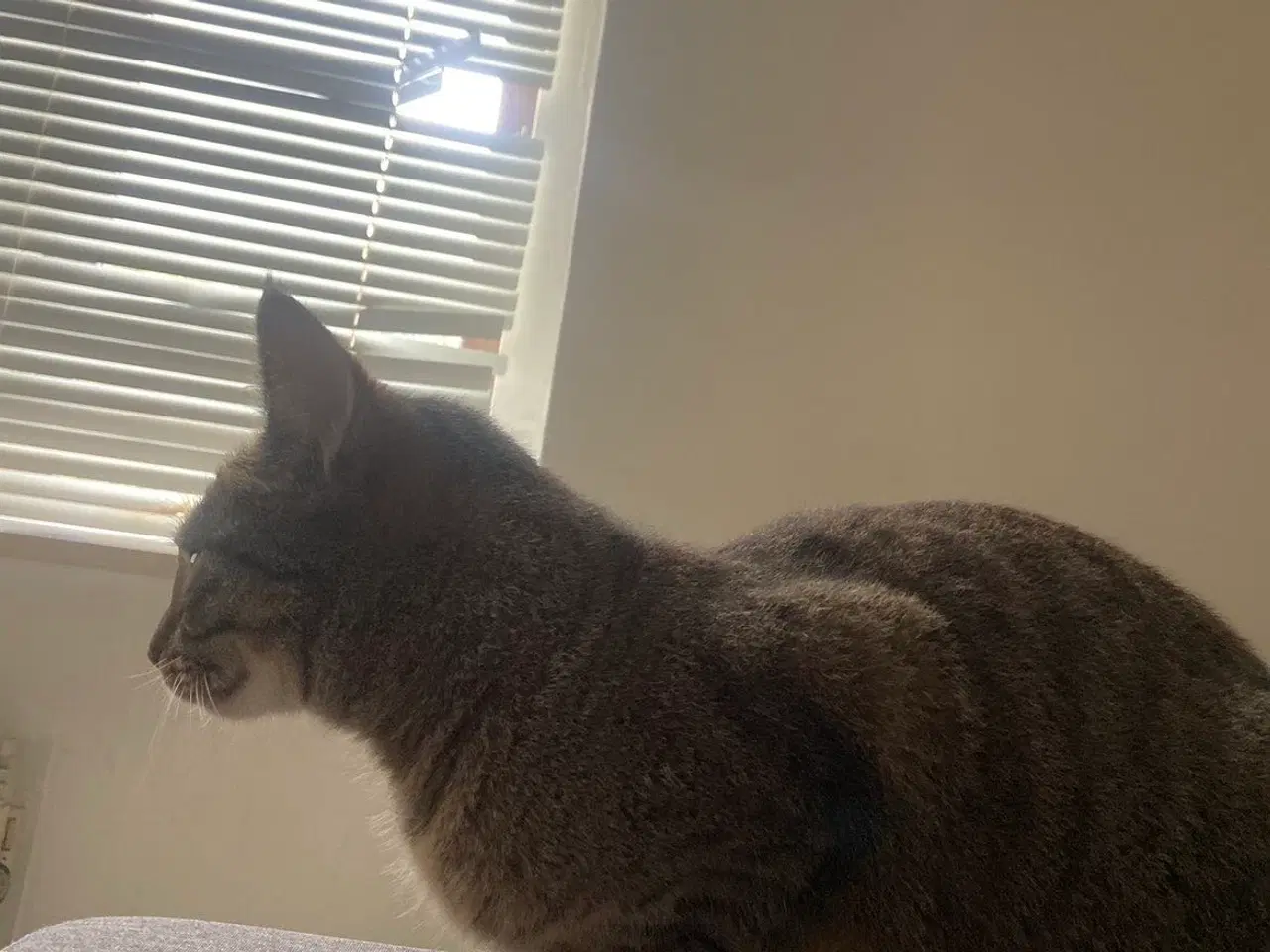 Billede 3 - Min elskede kat