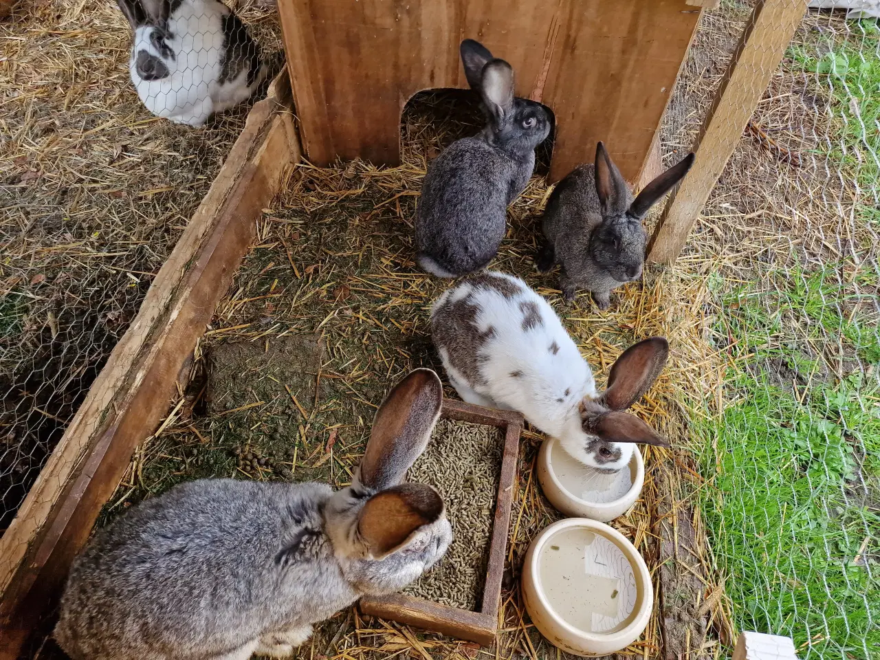 Billede 3 - 9 kanin unger 14 uger. 