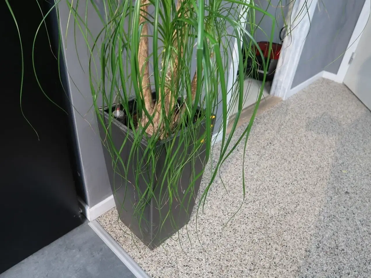 Billede 3 - Plante i vase