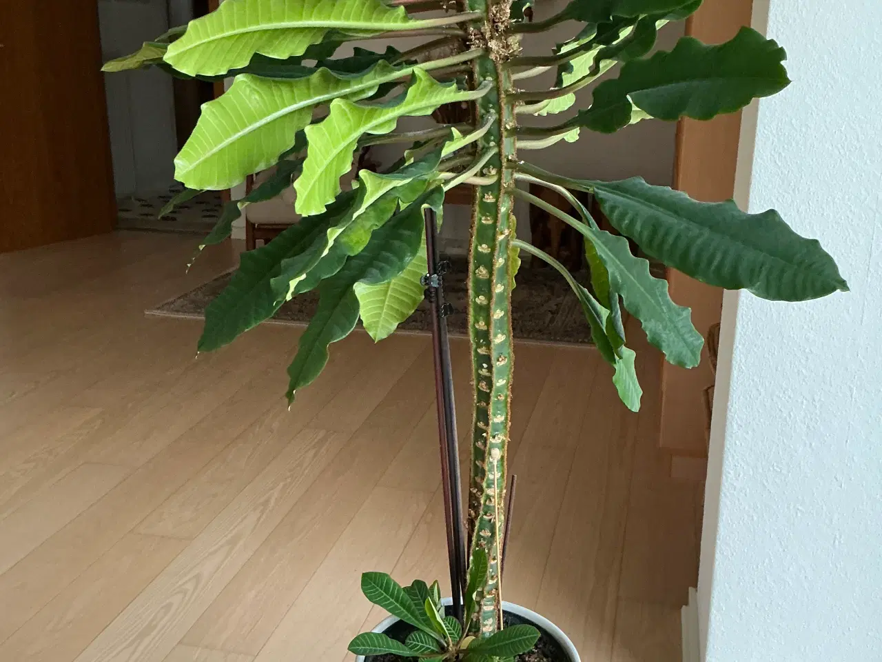 Billede 2 - Stor grøn plante