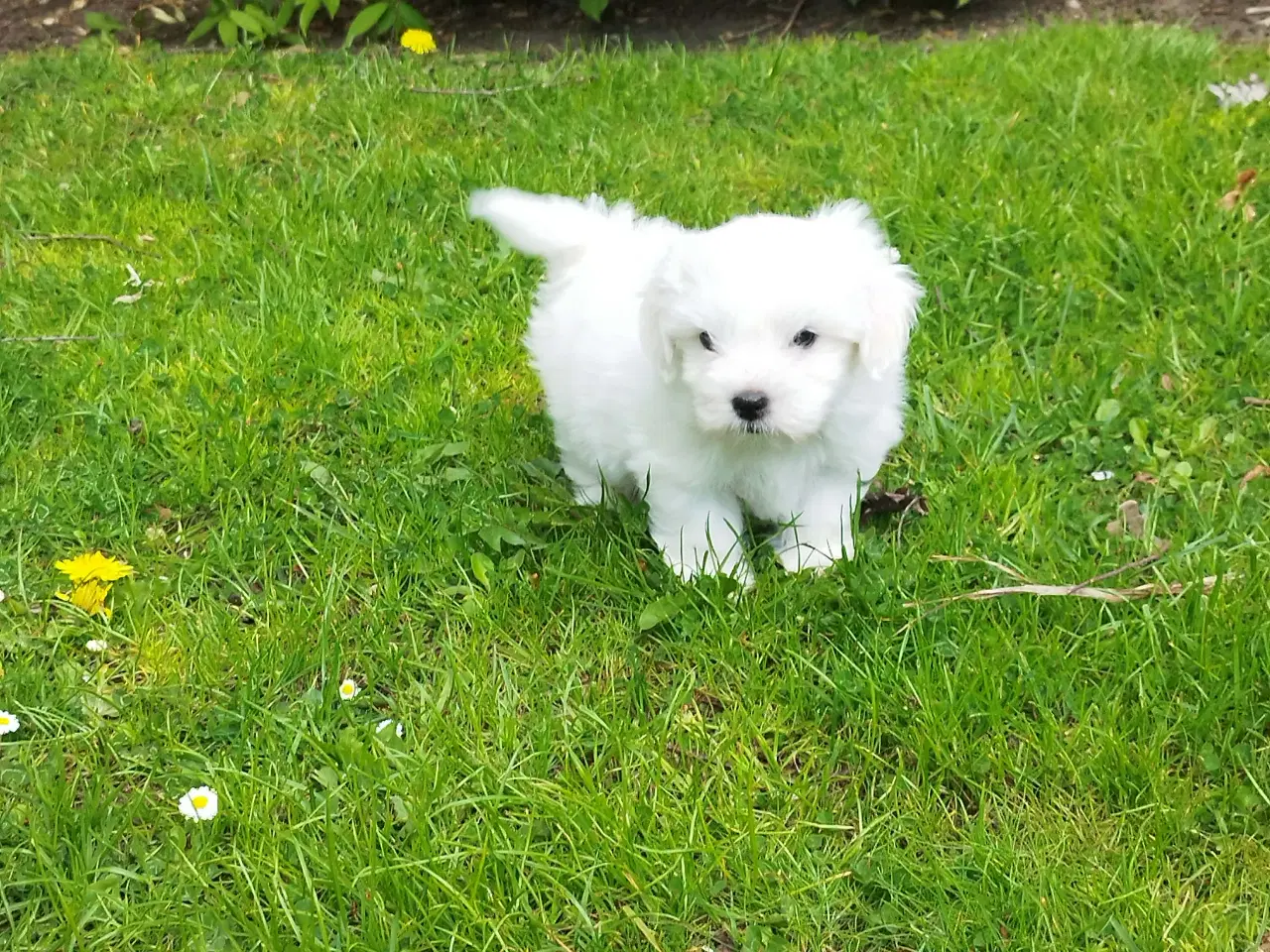 Billede 3 - Coton de tulear hvalpe piger