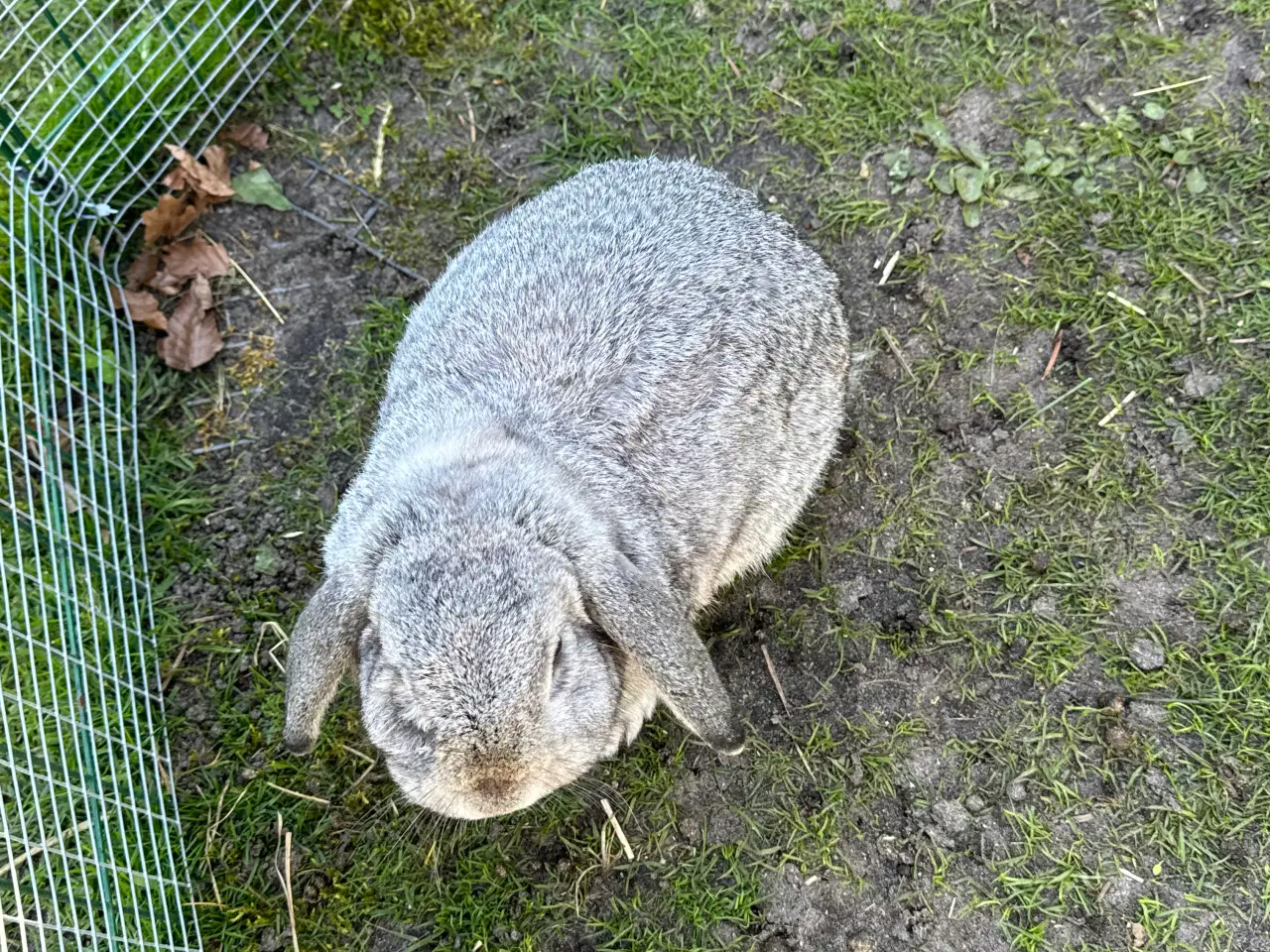 Billede 11 - Mini lop Minilop 