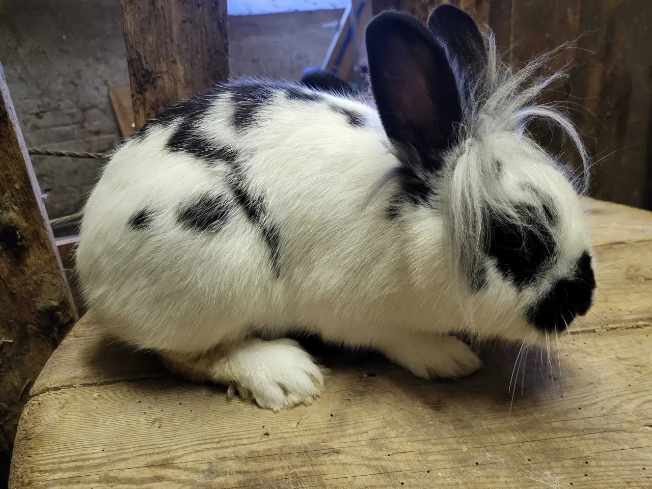 Billede 2 - Fine hunkaniner sælges