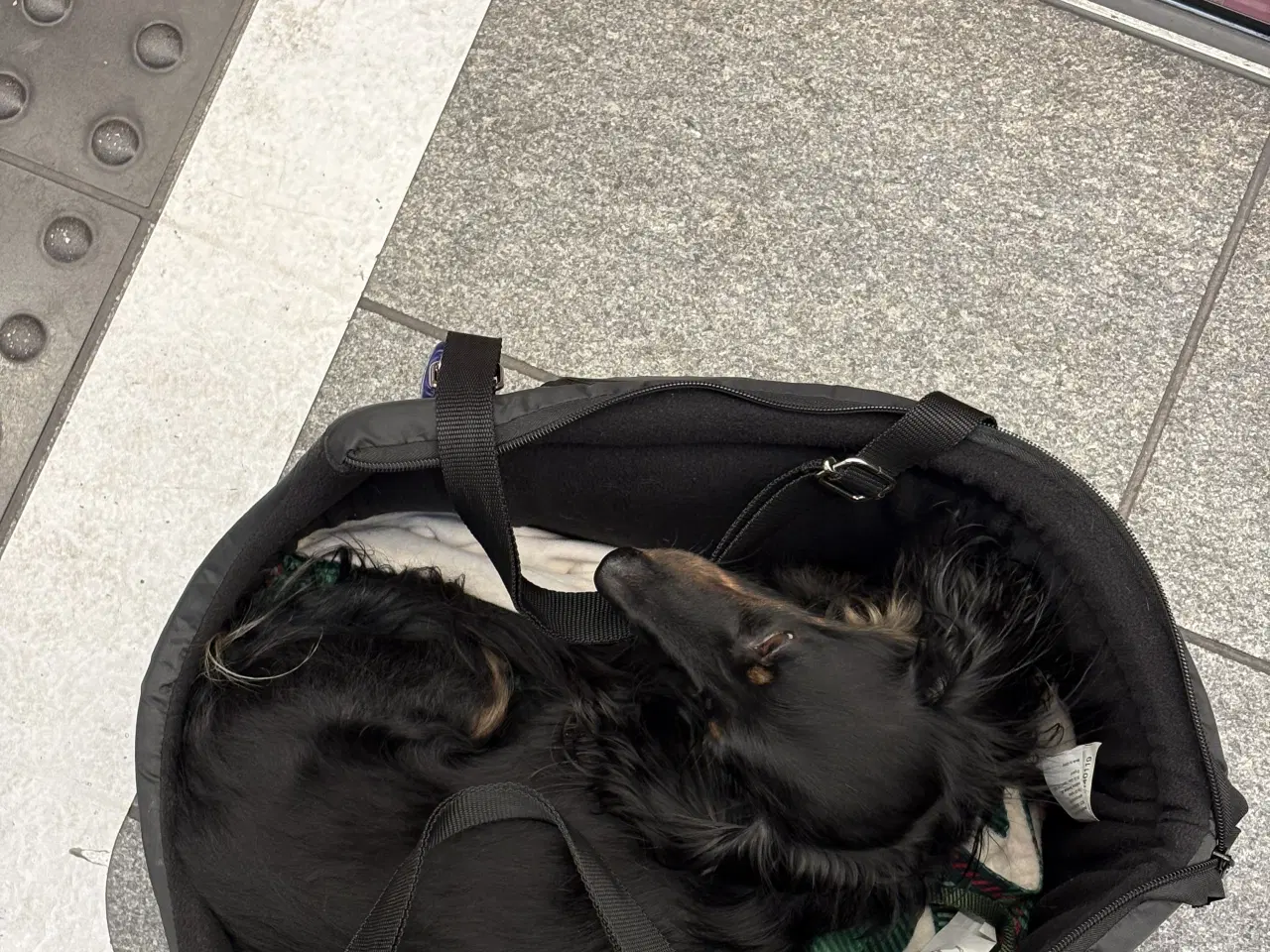 Billede 3 - Gravhund tilbydes til parring 