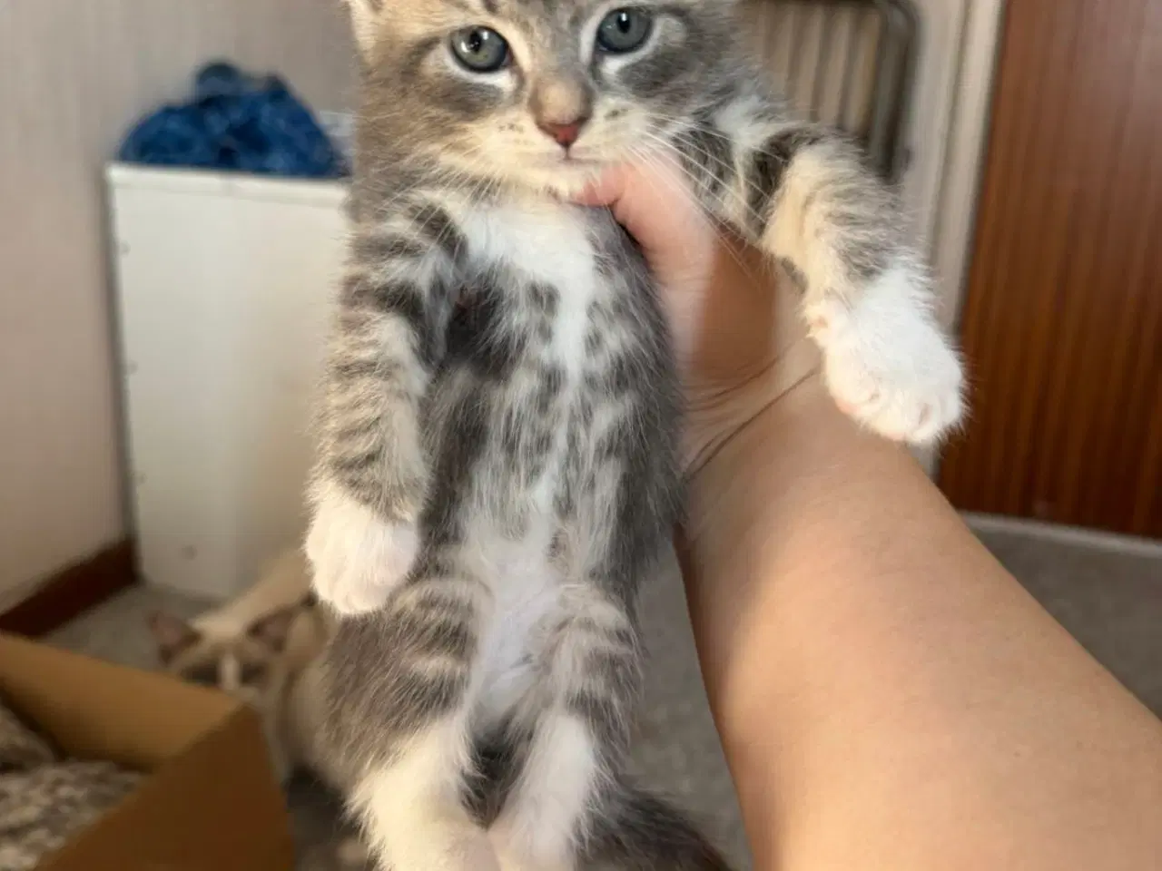 Billede 6 - Maine Coon blandings killinger sælges