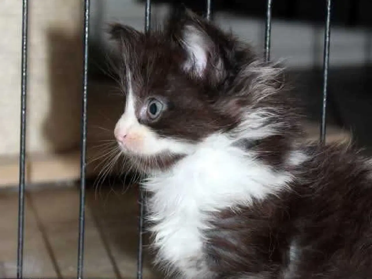 Billede 3 - Maine coon killinger med tavle