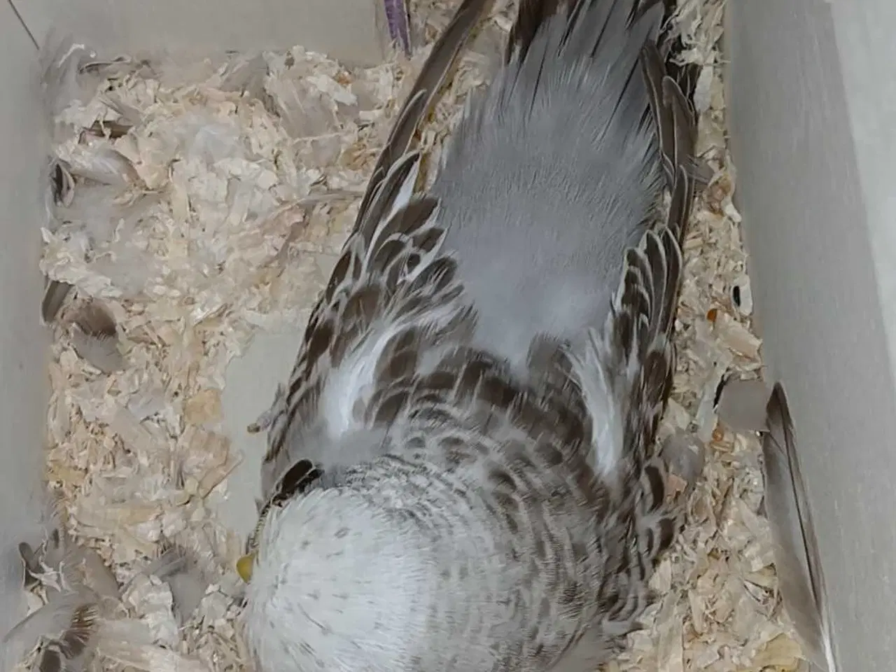 Billede 13 - 1 par Engelske undulater