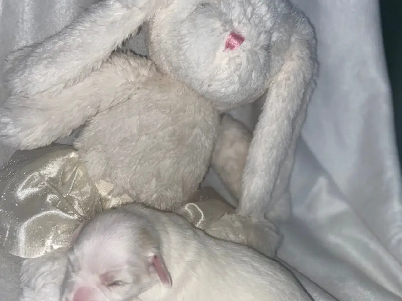Billede 5 - Coton de tulear - Bomulds bamser