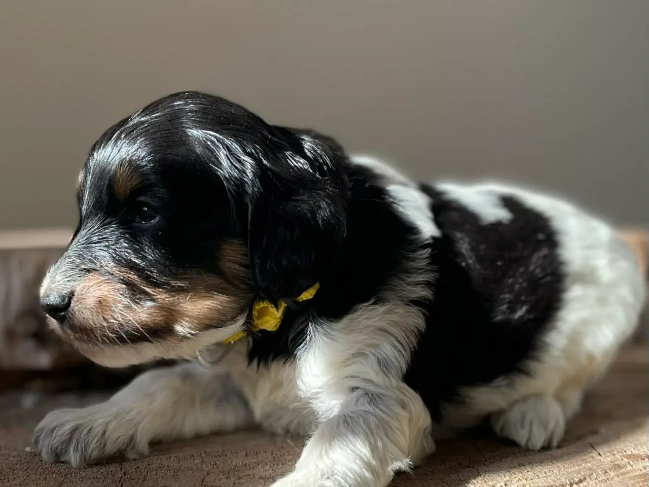 Billede 5 - Cockerpoo tæve på 4 uger