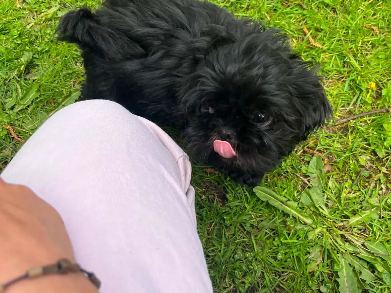 Billede 4 - Shih Tzu Smukke sorte hvalpe