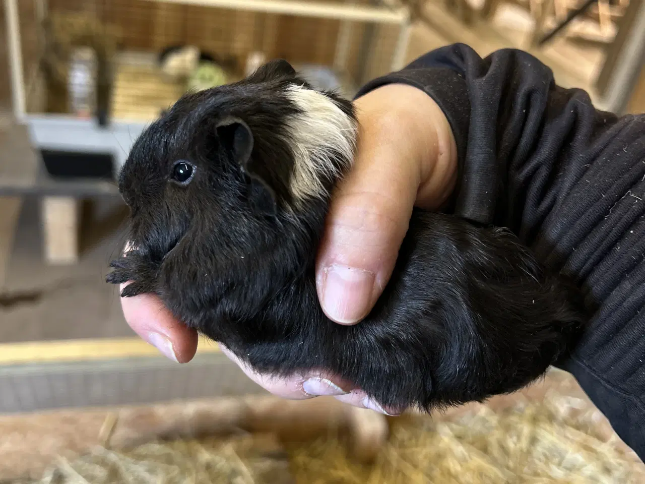 Billede 3 - 3 søde piger