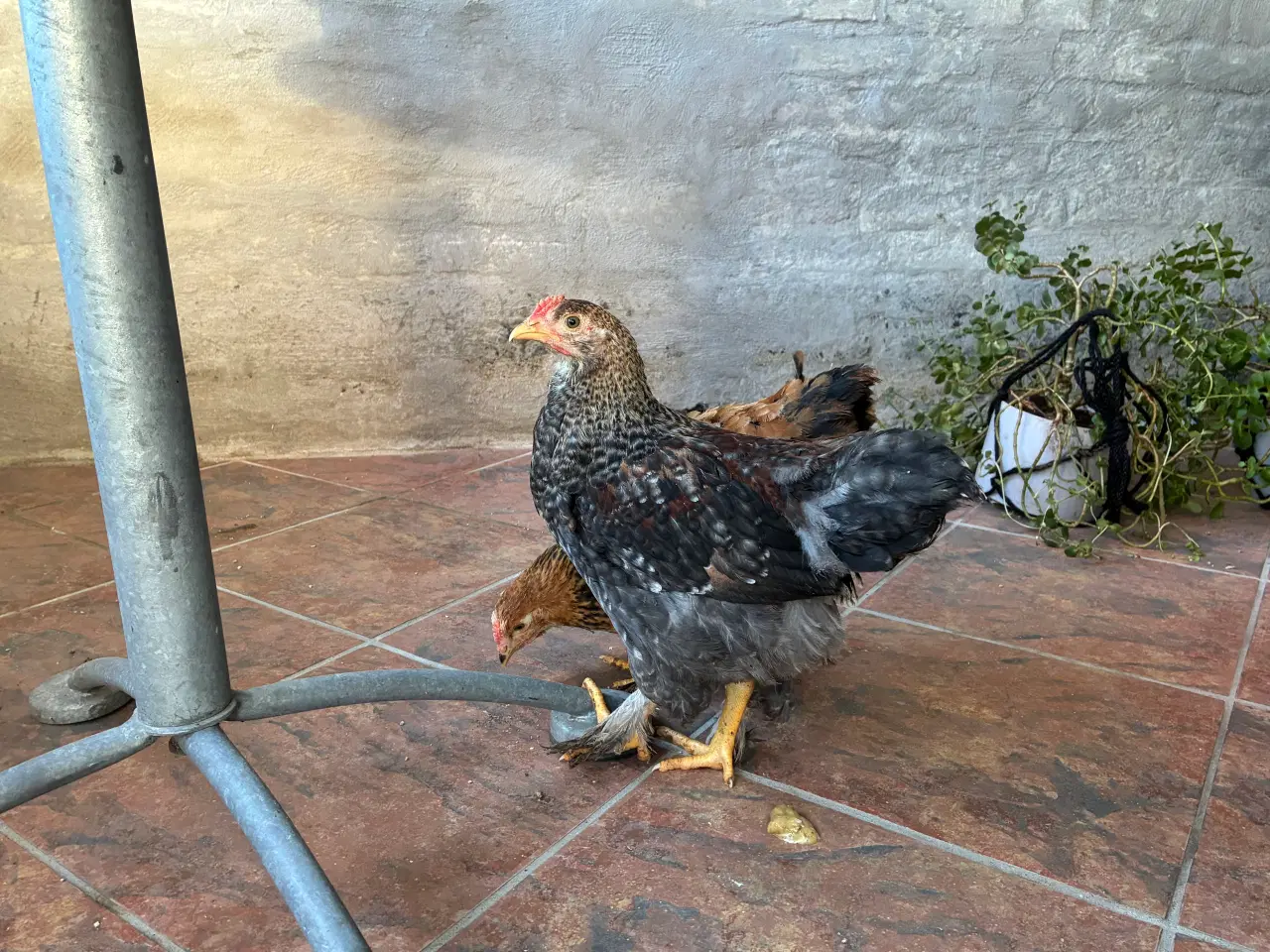 Billede 1 - 2 brahma haner søger nyt hjem 