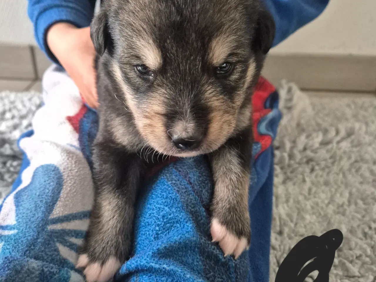 Billede 11 - Blanding hunde hvalpe 