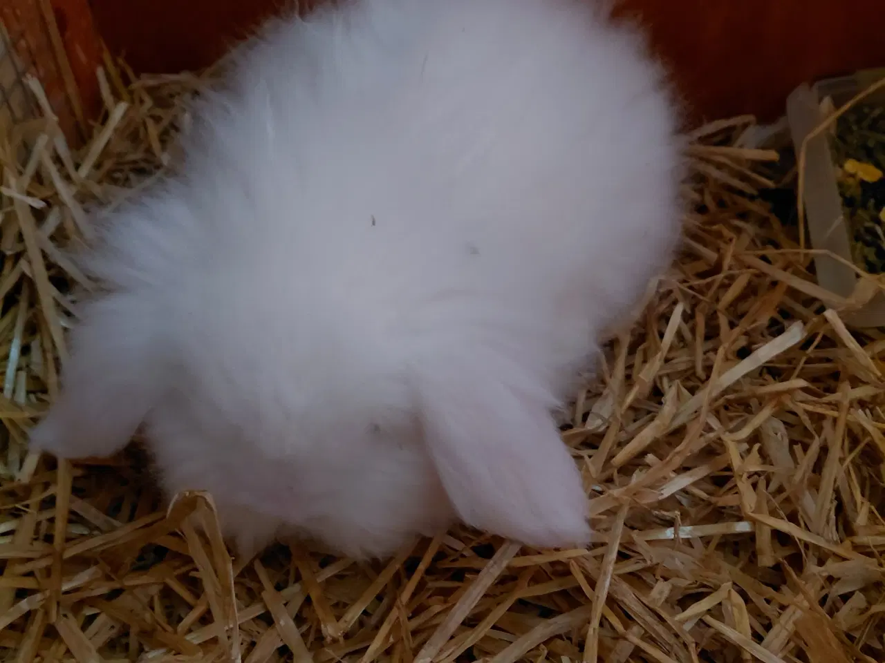 Billede 2 - Løve Dværgkaniner