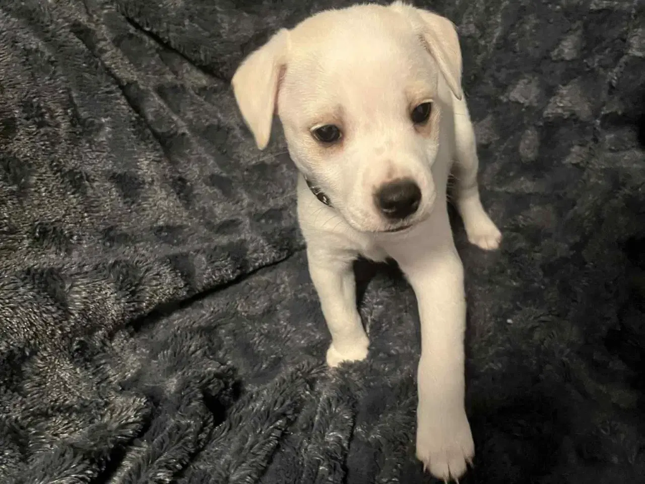 Billede 1 - Dansk svensk gårdhund 