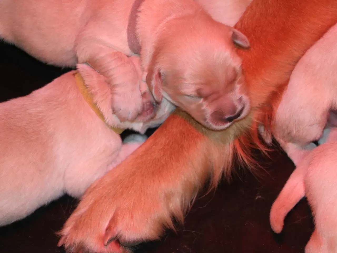 Billede 7 - Verdens smukkeste Golden Retriever hvalpe til salg