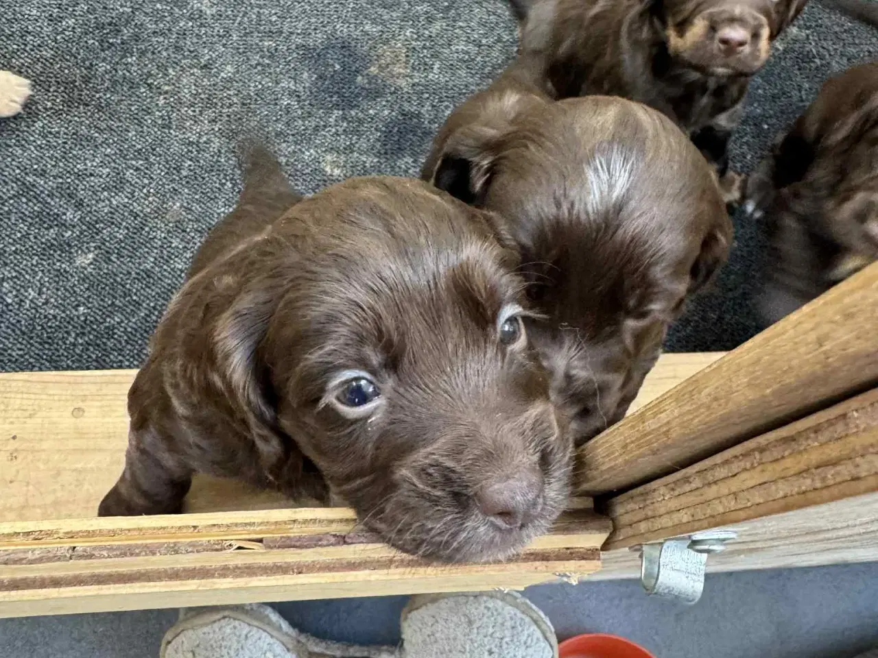 Billede 2 - FT Cockerspaniel hvalpe.