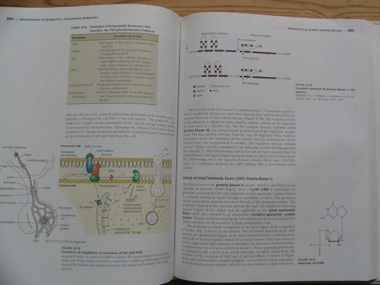 Billede 8 - Textbook of Biochemistry with Clinical Correlation