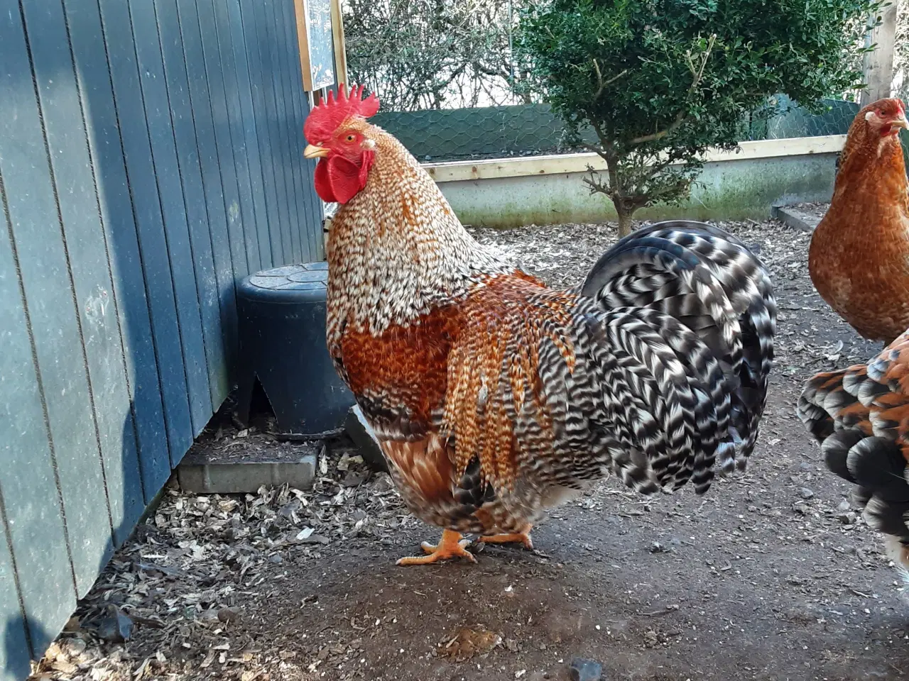 Billede 5 - Bielefelder hane fra september  2025