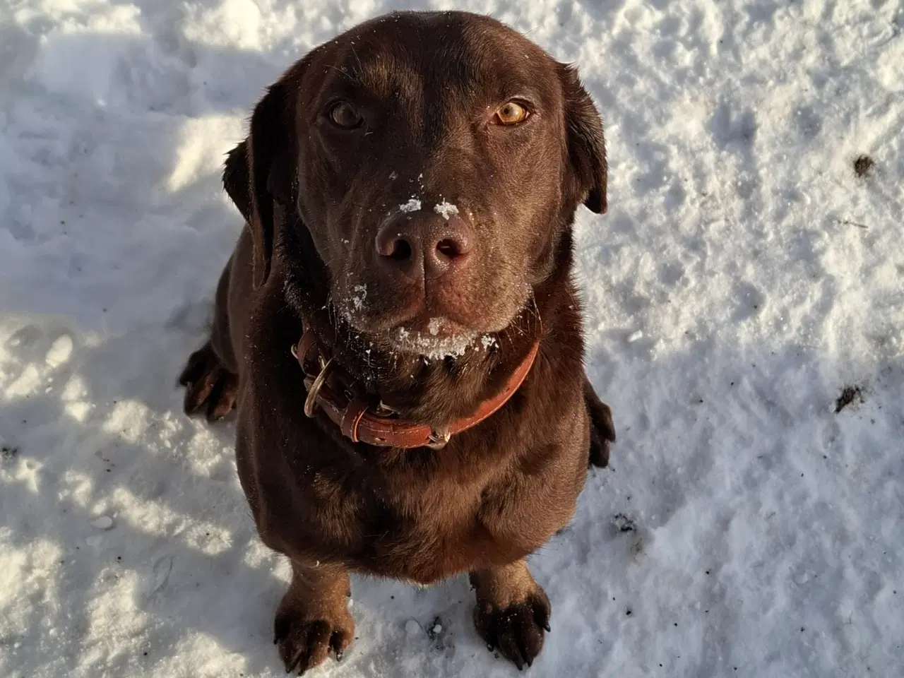 Billede 1 - Skønne LabCollie Hvalpe