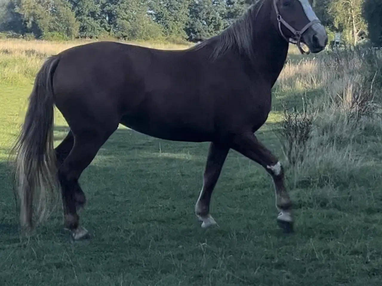 Billede 1 - Dansk Oldenborg